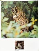 Ladislav Kukhta: Lesnaya tishina. (Erdei csend.) Moszkva, 1982., Fizkul'tura i Sport. Orosz nye...