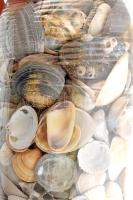 2 csomag vegyes kagyló, csigaház, stb