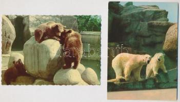 11 db MODERN állatos képeslap: medvék és tevék / 11 modern animal postcards: bears and camels