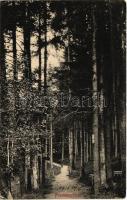 1915 Feketehegy-fürdő, Feketehegy, Schwartzenberg, Cernohorské kúpele (Merény, Vondrisel, Nálepkovo); Erdei sétány. Korbasz Vilma kiadása / forest promenade, spa (EK)