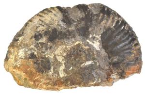 Ammonit, 21×12 cm