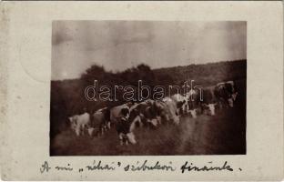 1910 Szépbokor, Szibukor, Szijbokor (Osgyán, Ozdany); tehén csorda / herd of cows. photo