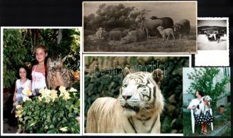 13 db állatokról készült vegyes amatőr fotó
