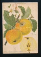 1914-1917 Almafajták, a "Kertészet" c. folyóirat mellékletei, 2 db színes litográfia. Bp.,...