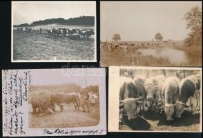 cca 1930-1960 10 db fotó tehenekről, vidéki életképek, 5,5×8,5 és 8,5×13,5 cm közötti méretekben