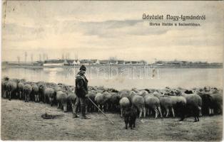 1908 Nagyigmán, Nagy-Igmánd; Birka itatás a halastóban. Schwartz A. fényképész kiadása (EK)
