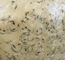 Barovier & Toso "Efeso" üveg váza, jelzett, kopásokkal, m: 20 cm