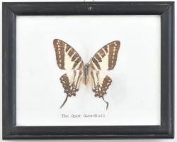 Pillangó preparátum, rámában, 6,5x5,5 cm