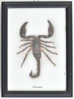 Skorpió preparátum, rámában, 12x8,5 cm