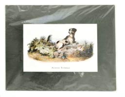 cca 1850 Spanyol vadászkutyát ábrázoló lithográfia 28x18 cm, paszpartuban. / Spanish dog lithography.
