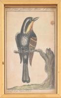 cca 1785 Sárgatorkú cinege . George-Louis Leclerq de Buffon (1707-1788) francia természettudós Allgemeine Naturgeschichte című művéből (Berlin, 1771). Rézmetszet, papír, 14×8 cm Üvegezett keretben