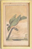 cca 1785 Narancszöld szenegáli rigó . George-Louis Leclerq de Buffon (1707-1788) francia természettudós Allgemeine Naturgeschichte című művéből (Berlin, 1771). Rézmetszet, papír, 14×8 cm Üvegezett keretben