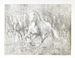 Rádóczy Gyarmathy Gábor (1943-): Fehér ló. Rézkarc, papír. Jelzett. Művészpéldány E/A jelzéssel. Feltekerve, törésnyomokkal. 34,5×45 cm