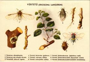 A vértetű az almafa veszedelmes kártevője / Hungarian agricultural propaganda, the woolly apple aphid