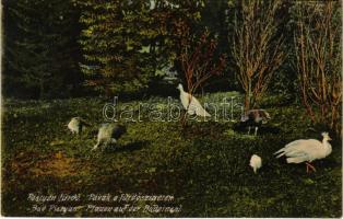 1910 Pöstyén-fürdő, Kúpele Piestany; pávák a fürdőszigeten / peacocks in the spa island