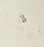 Antik kézzel festett népi fajansz, kakasos tányér, jelzett: Wilhelmsburg, kopott, d: 23 cm