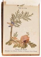 Jerusalem, Blumen des Heiligen Lande / Flowers of the Holy Land / A Szentföld virágai, herbárium (sz...