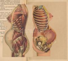 Hans Alexander: Anatomisches Sexual-Lexikon. Leipzig, é.n., Orla. Német nyelven. 92 p. Színes, részb...