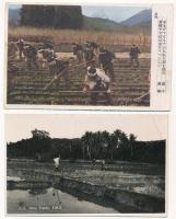 2 db régi japán folklór képeslap, munka a rizsföldeken