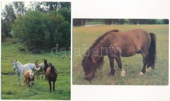 LOVAK - 32 db modern használatlan képeslap / HORSES - 32 modern unused postcards