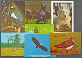 ÁLLATOK - 65 db modern használatlan képeslap / ANIMALS - 65 modern unused postcards