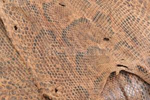 Antik óriáskígyóbőr, kopásokkal, 430x45 cm