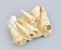Megkövesedett csiga fosszíliák homokkő tömbben. Turritella. Franciaország 13 cm
