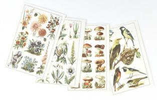 Ismeretterjesztő kártyák (növények, gombák, madarak, népviseletek), 9 db kétoldalas, színes nyomat, 15,5x10 cm