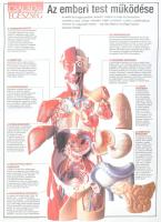 cca 1990-2000 Az emberi test működése, ismertető plakát, hajtott, 56x42 cm
