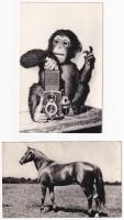 30 db MODERN állatos képeslap / 30 modern animal motive postcards