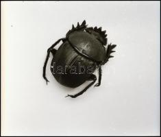 cca 1950 és cca 1970 között készült felvételek, Kotnyek Antal (1921-1990) budapesti fotóriporter hag...