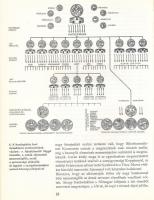 Dienes István: A honfoglaló magyarok. Első kiadás. Fekete-fehér fotókkal illusztrálva. Heredtias. Bp...
