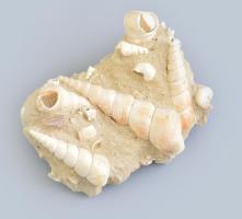 Megkövesedett csiga fosszíliák homokkő tömbben, 12,5x9,5 cm