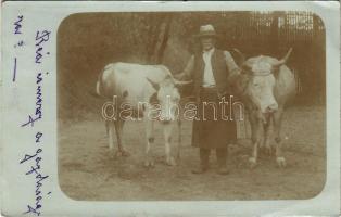 1909 Salgótarján, férfi tehenekkel, magyar folklór. photo (EK)