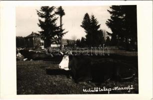 1943 Marosfő, Izvoru Muresului; üdülőtelep szarvasmarhákkal / holiday resort. photo