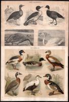 cca 1895-1900 11 db nyomat madarakróé (Úszó madarak I., II. és III., baglyok, sasok, kacsafélék stb.) a Pallas Nagy Lexikonából, részben foltos, 23x29 és 23x14 cm méretben