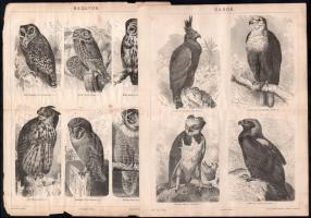 cca 1895-1900 11 db nyomat madarakróé (Úszó madarak I., II. és III., baglyok, sasok, kacsafélék stb....
