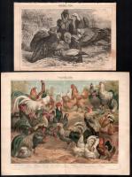 cca 1895-1900 11 db nyomat madarakróé (Úszó madarak I., II. és III., baglyok, sasok, kacsafélék stb....