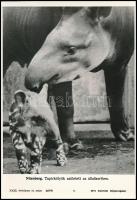 Nürnberg. Tapírkölyök született az állatkertben. XXIII. évfolyam 14. szám (25578) MTI Külföldi Képszolgálat. Jó állapotban. 27x18,5 cm / Tapir cub born at the zoo.