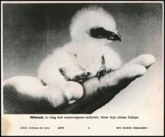 Millstadt. A világ első mesterségesen keltetett, fehér fejű rétisas fiókája. XXIII. évfolyam 26. szám (25578) MTI Külföldi Képszolgálat. Jó állapotban. 20,5x24,5 cm / Millstadt. The worlds first artificially hatched white-headed eagle owl chick.