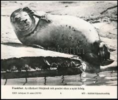 Frankfurt. Az állatkert fókájának sok gondot okoz a nyári hőség. XXIV. évfolyam 19. szám (25578) MTI Külföldi Képszerkesztőség. Jó állapotban. 20,5x24 cm / Frankfurt. The zoo seal has a lot of problems in the summer heat.