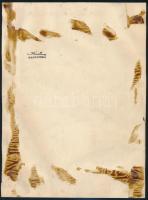 Róna Emy (1904-1988): Könyvborítóterv Selma Lagerlöf Csodálatos utazás c. munkájához (Nils Holgersso...