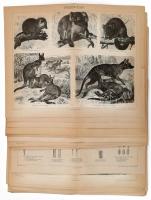 cca 1895-1900 kb. 70 db állat és növény témájú illusztráció (vadászkutyák, baglyok, ragadozók, vizslák, szarvasok stb.) a Pallas Nagy Lexikonából, néhány kevés sérült, 23,5x30 cm,