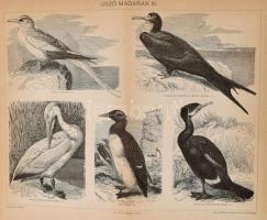 cca 1895-1900 kb. 70 db állat és növény témájú illusztráció (vadászkutyák, baglyok, ragadozók, vizsl...