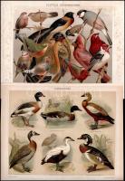 cca 1895-1900 6 db színes madár illusztráció (ragadozó madarak, galambok, kolibrik stb.) a Pallas Na...