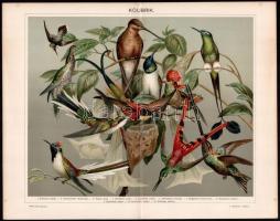 cca 1895-1900 6 db színes madár illusztráció (ragadozó madarak, galambok, kolibrik stb.) a Pallas Na...