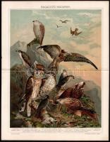 cca 1895-1900 6 db színes madár illusztráció (ragadozó madarak, galambok, kolibrik stb.) a Pallas Na...