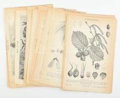 cca 1895-1900 kb. 35 db állat és növény témájú illusztráció a Pallas Nagy Lexikonából, néhány kevés lap széle sérült, 24x16 cm