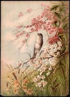 cca 1880-1900 madarak, énekesmadarak, 8 db kromolitográfia, karton, jelzett a metszeten, széleinél sérült, 38,5x27,5 cm