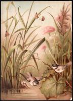 cca 1880-1900 madarak, énekesmadarak, 8 db kromolitográfia, karton, jelzett a metszeten, széleinél s...